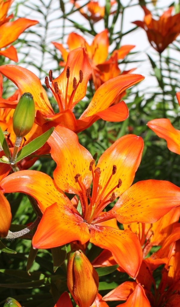 Красивые яркие оранжевые лилии крупным планом