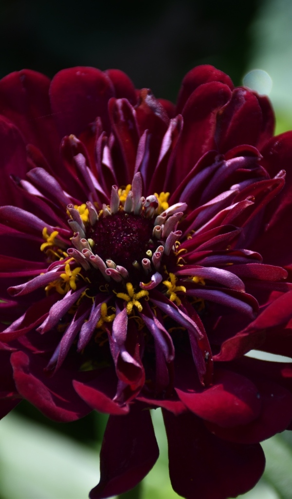 Красивый бордовый цветок циннии