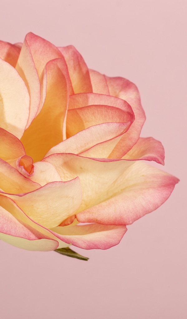 Красивая нежная роза на розовом фоне