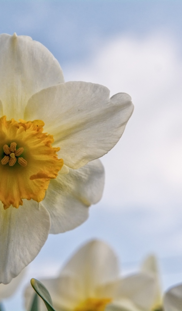 Красивый нежный белый цветок нарцисса 