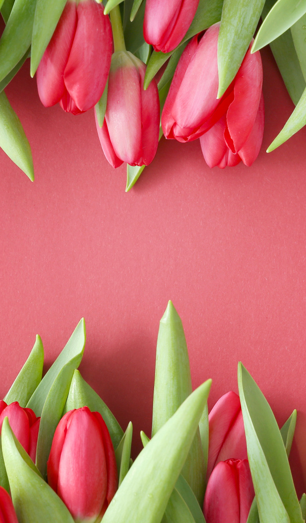 Красивые свежие тюльпаны на розовом фоне