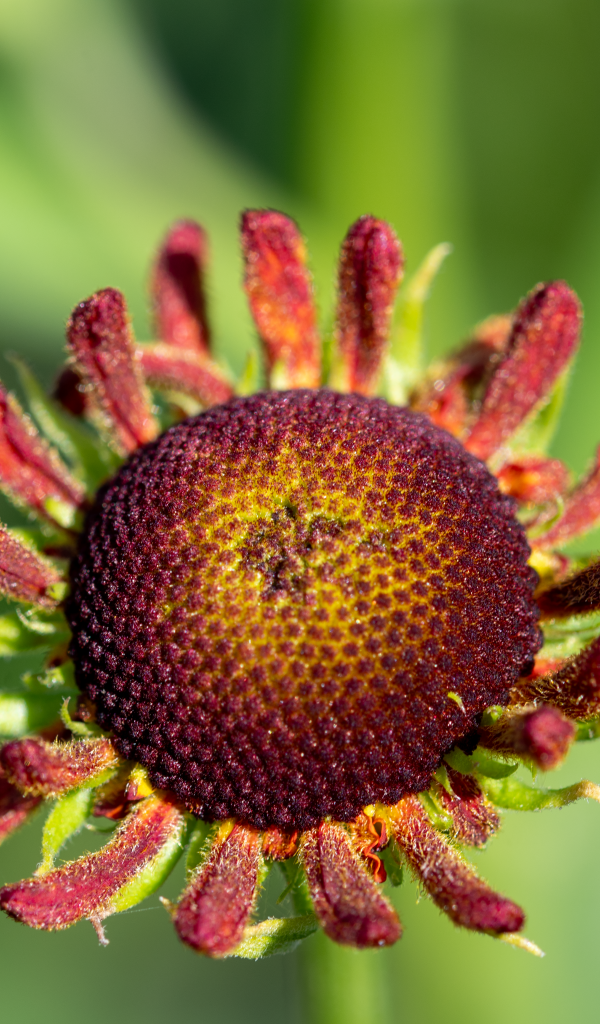 Красивый садовый цветок с маленькими лепестками