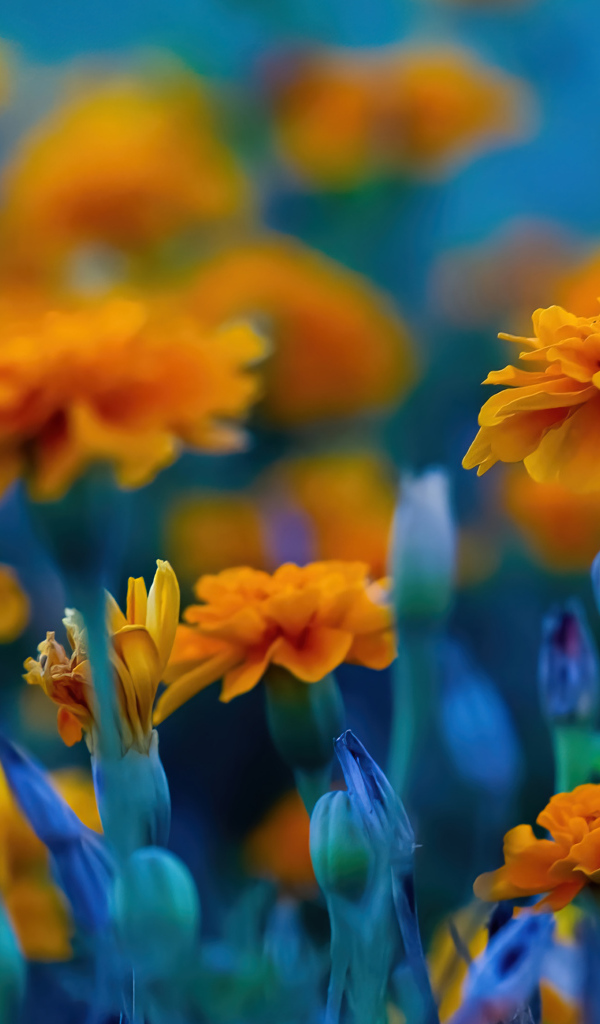 Красивые цветы бархатцы крупным планом