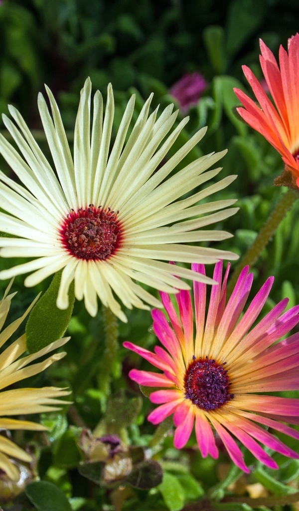 Красивые разноцветные цветы остеоспермум