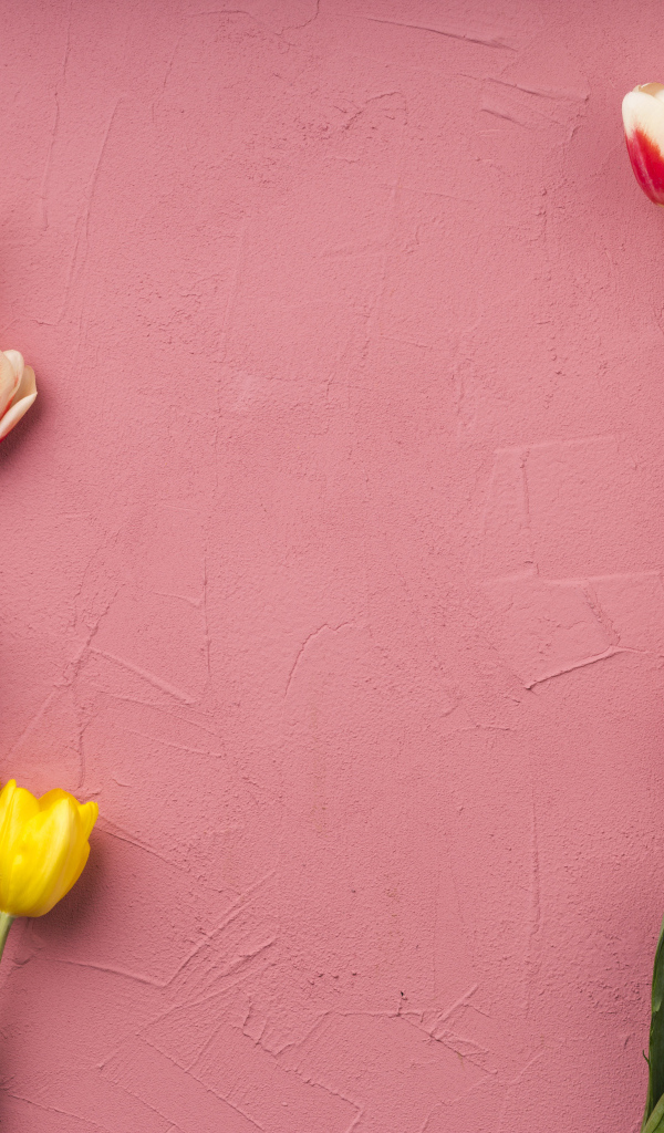 Красивые разноцветные тюльпаны на розовом фоне