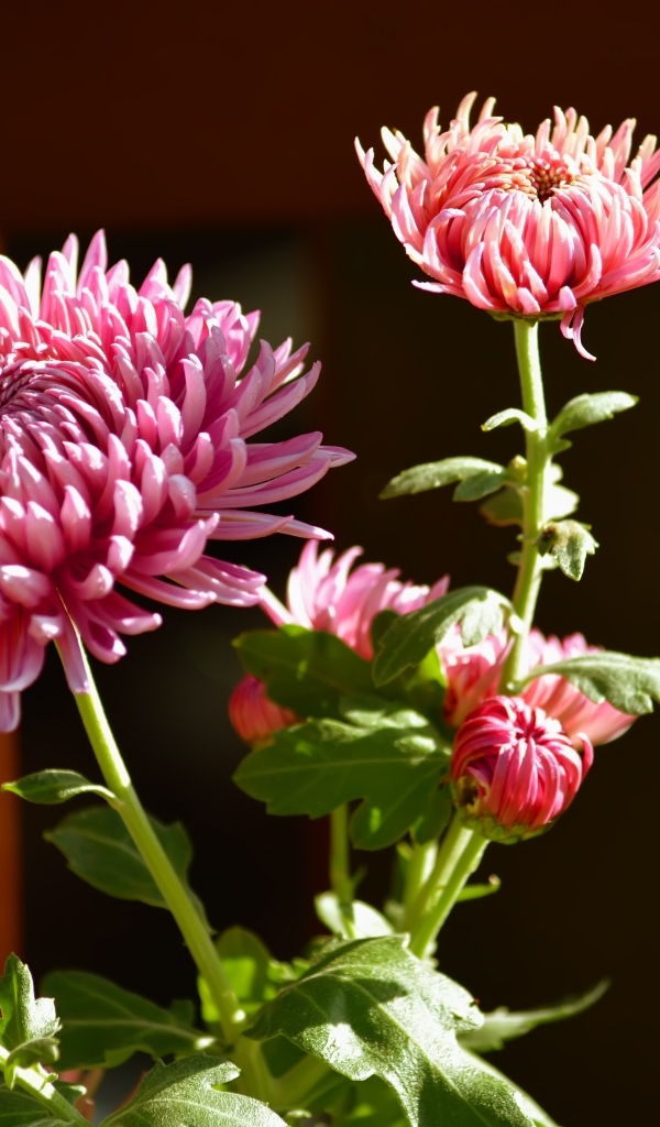 Красивые розовые цветы хризантемы с бутонами в лучах солнца