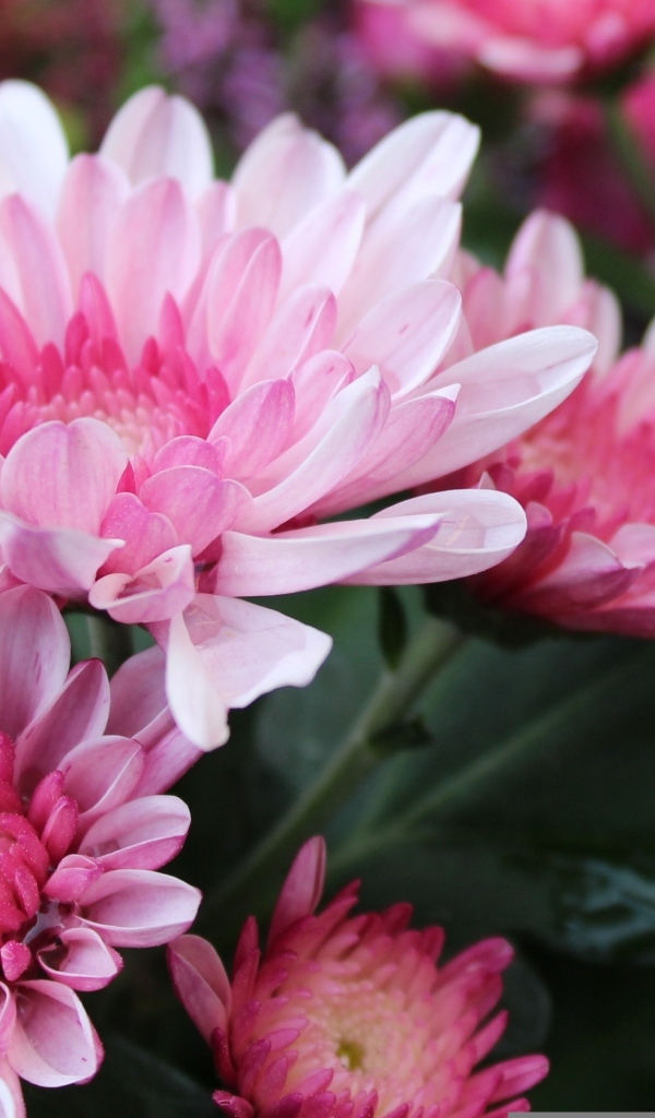 Красивые розовые хризантемы крупным планом осенью