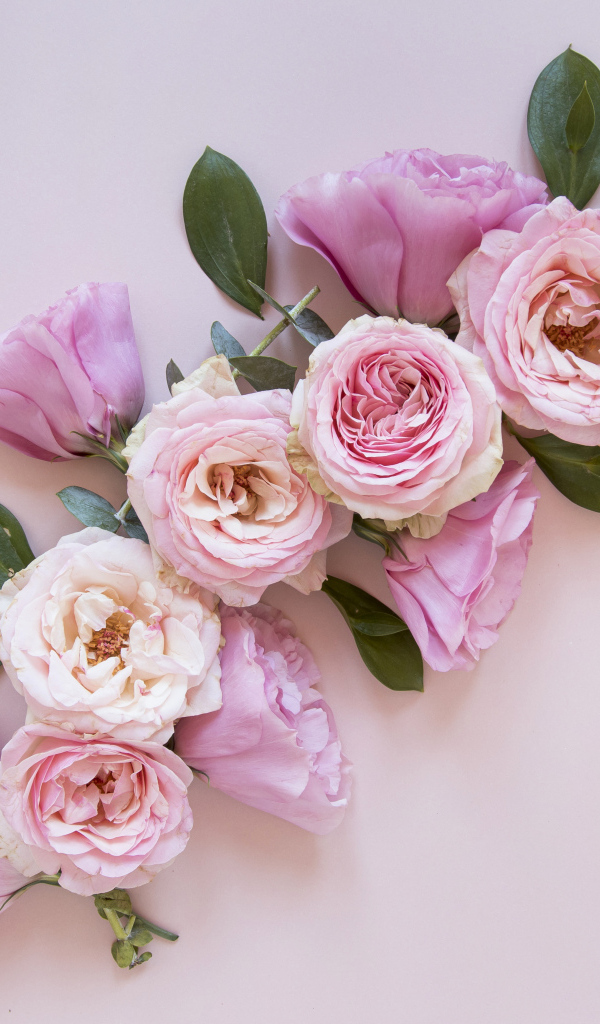 Красивые розовые цветы на сером фоне