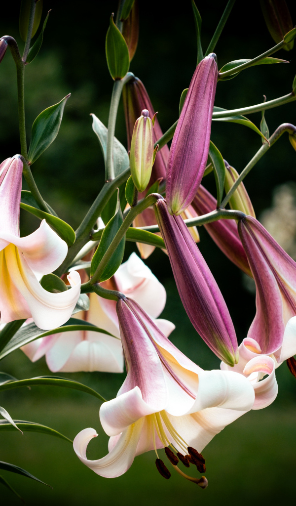 Красивые розовые цветы лилии крупным планом