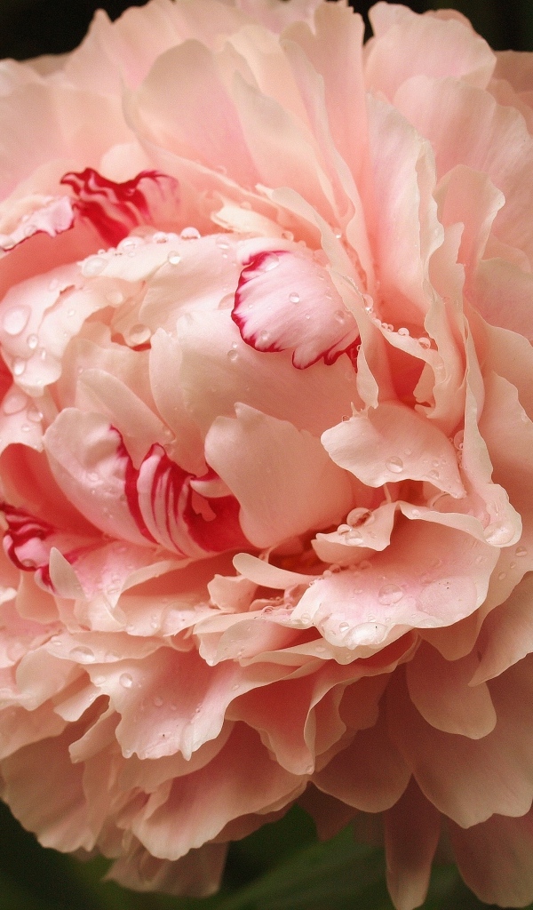 Красивый розовый пион в каплях росы