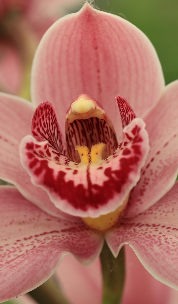 Красивая розовая орхидея фаленопсис крупным планом