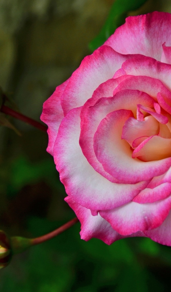 Красивая розовая роза с бутонами крупным планом