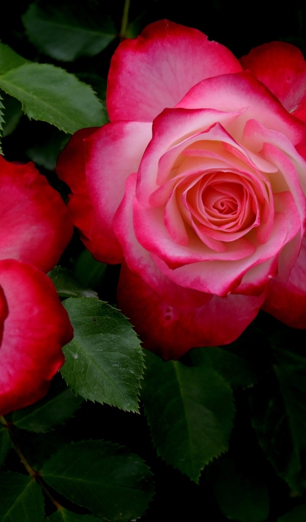 Красивые розовые розы с зелеными листьями на клумбе