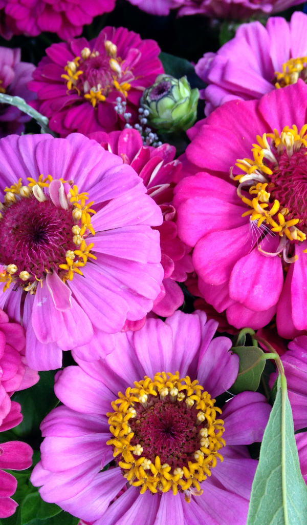 Красивые розовые цветы цинния