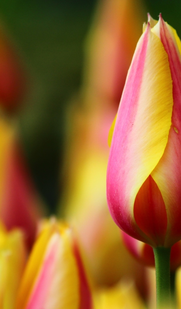 Красивый красный тюльпан с желтыми краями на лепестках