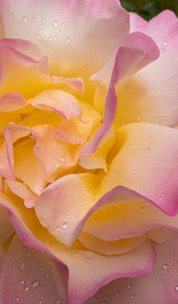 Красивая роза Глория Дей в каплях росы