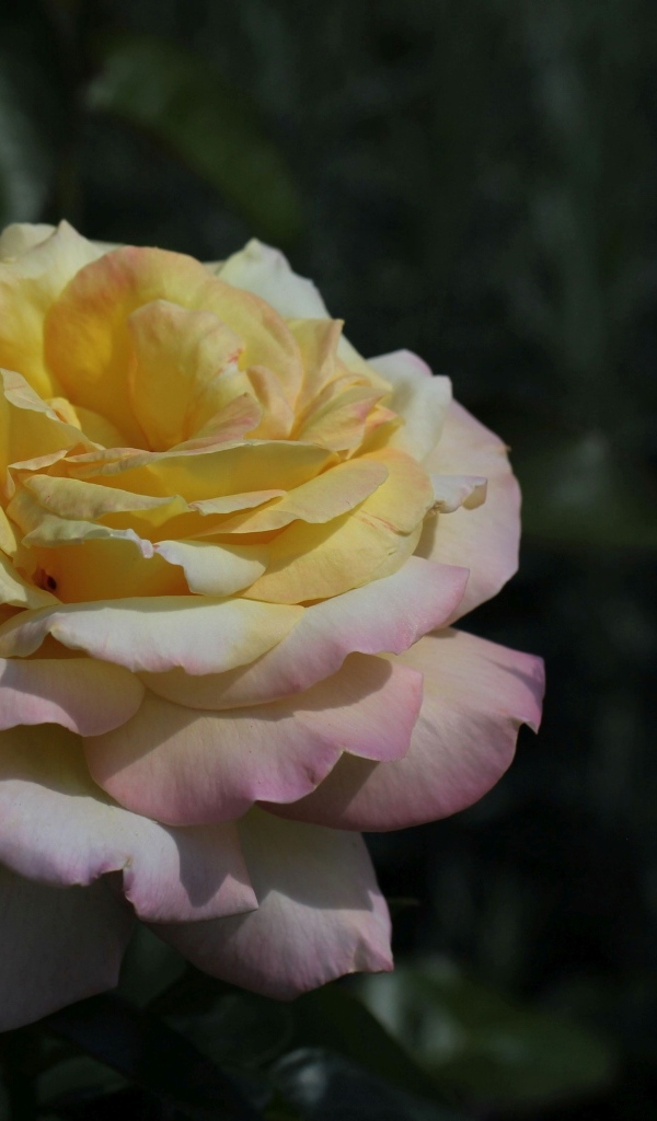 Красивая роза сорт Глория Дэй с бутоном