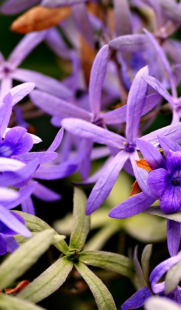 Красивые маленькие сиреневые цветы