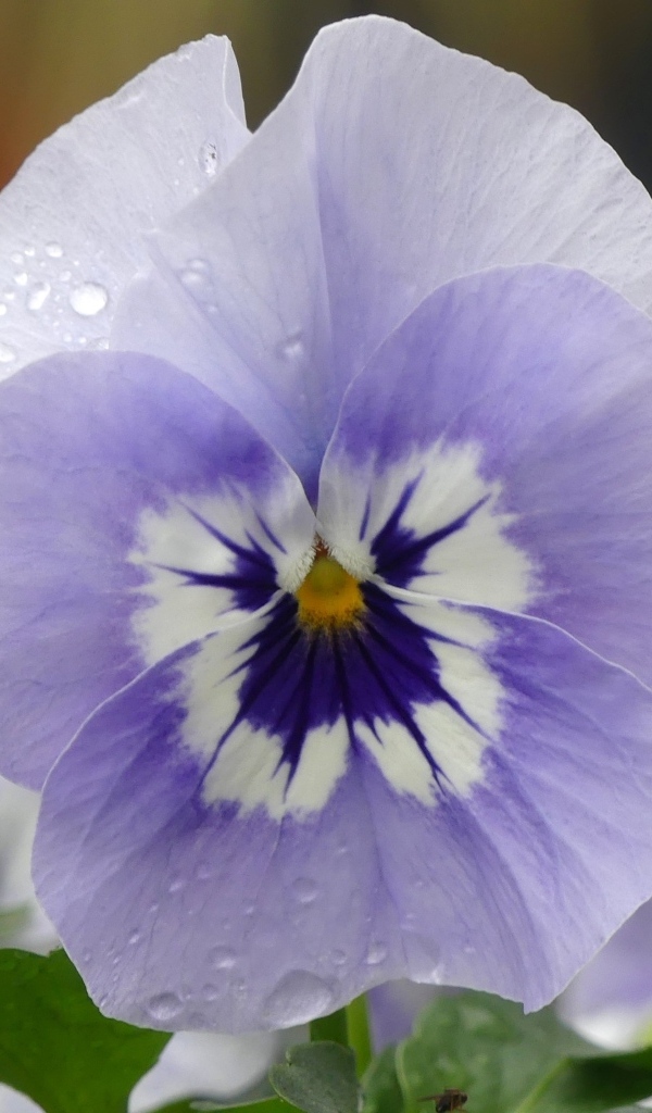 Красивый маленький цветок Анютины глазки крупным планом