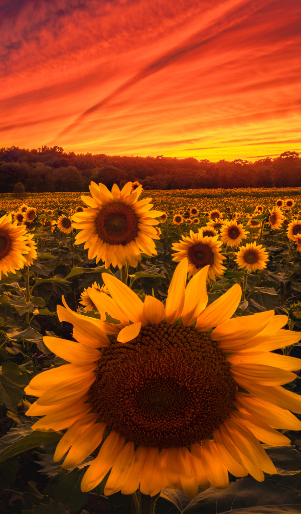 Красивый закат солнца над полем с желтыми подсолнухами