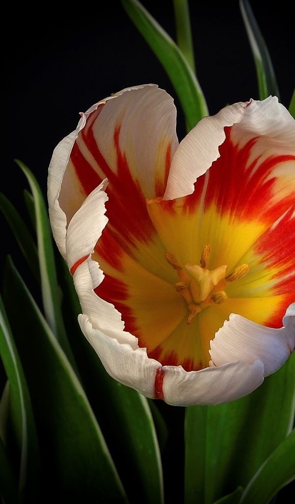 Красивый тюльпан с зелеными листьями на черном фоне