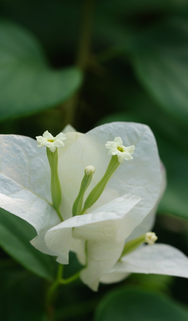 Красивый белый цветок бугенвиллия