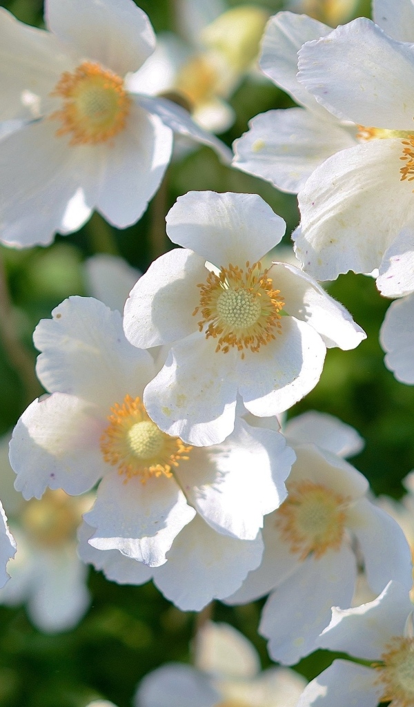 Красивые белые весенние цветы крупным планом