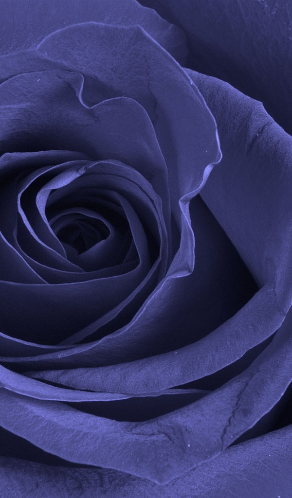 Большая синяя роза крупным планом