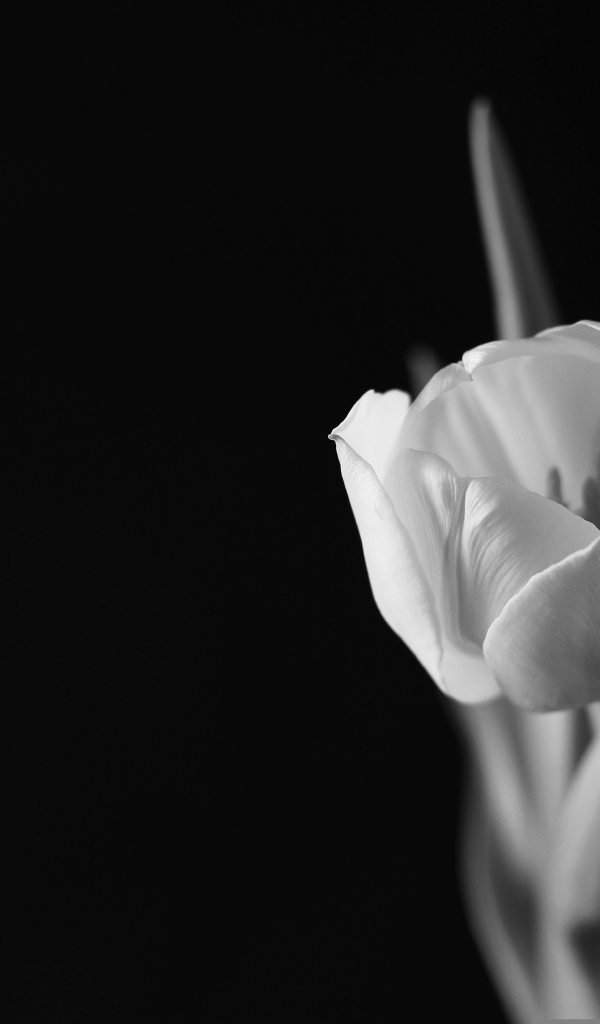 Черно-белое фото тюльпана