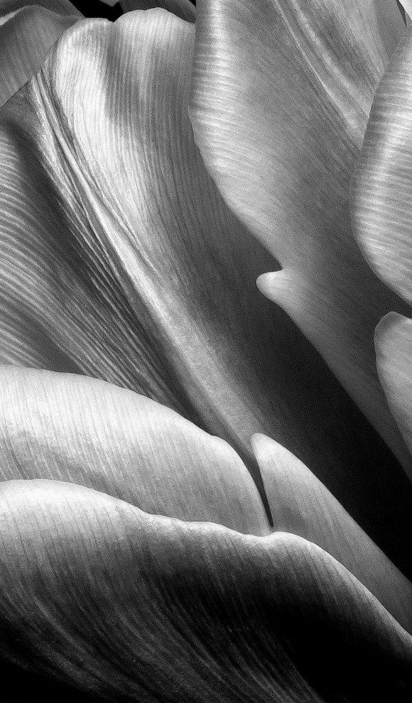Черно-белое фото тюльпана