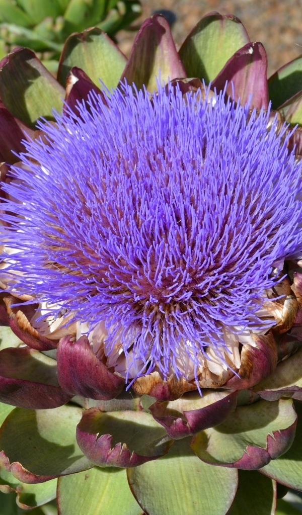 Цветущий артишок на огороде