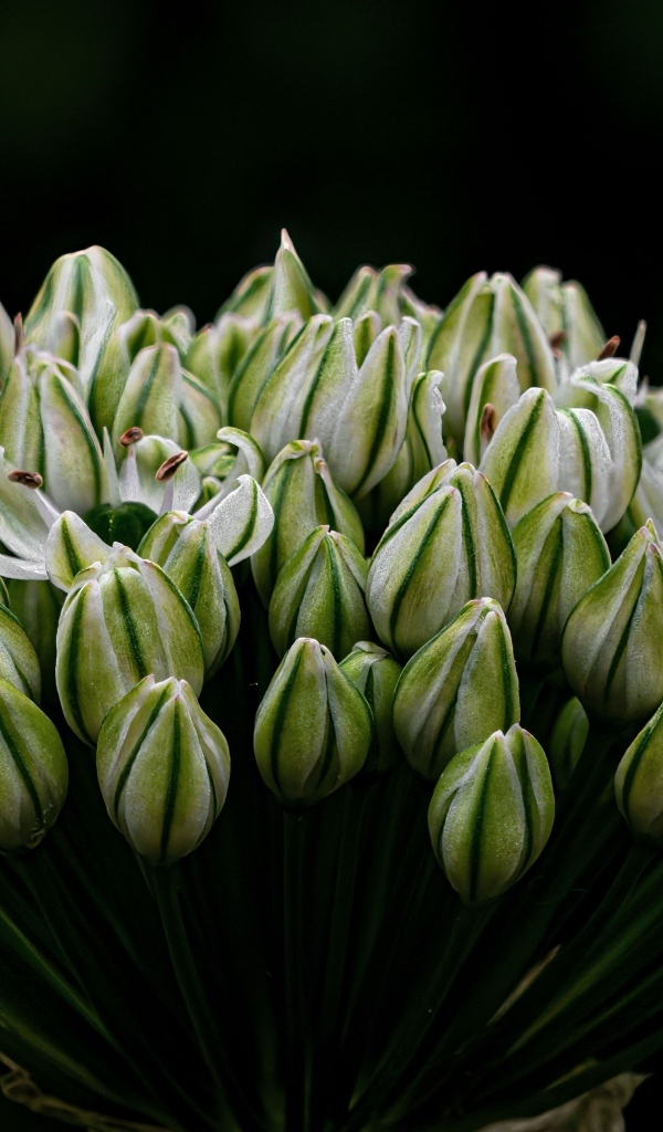 Распускающийся цветок на черном фоне