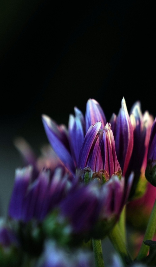 Распускающиеся сиреневые цветы хризантемы