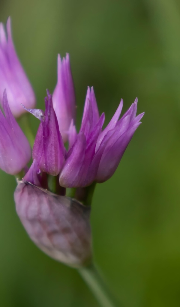 Распускающийся сиреневый цветок африканского лука