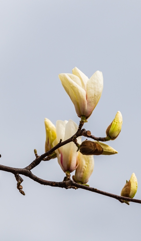 Распускающиеся цветы магнолии на сером фоне
