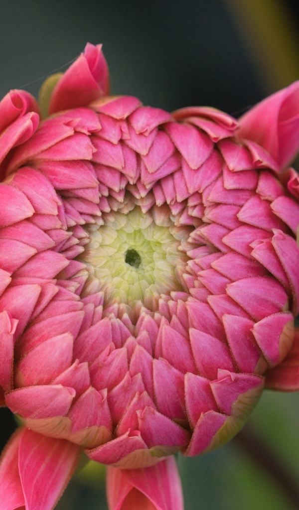 Распускающийся розовый цветок георгина