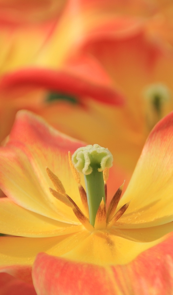 Распустившийся цветок тюльпана 