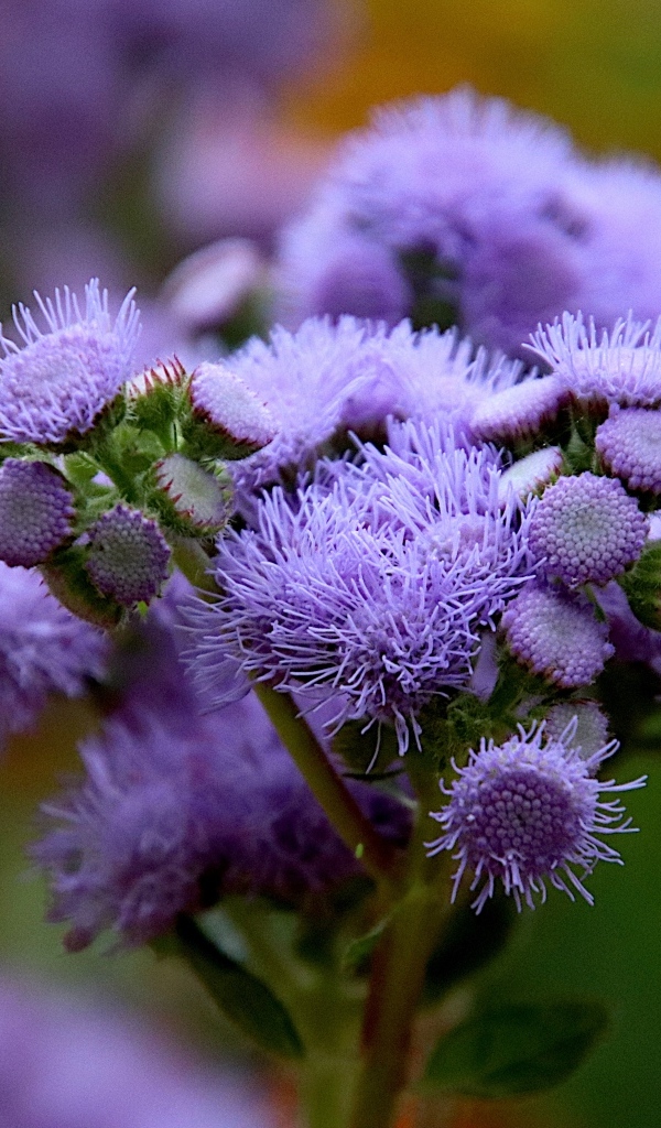 Синие цветы агератум на клумбе