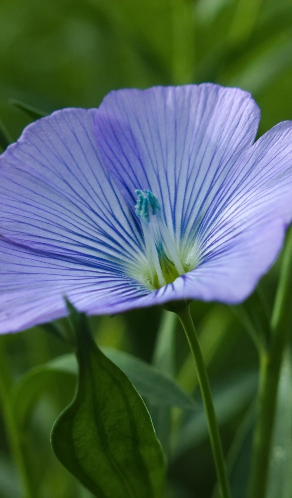 Голубой цветок льна в зеленой траве