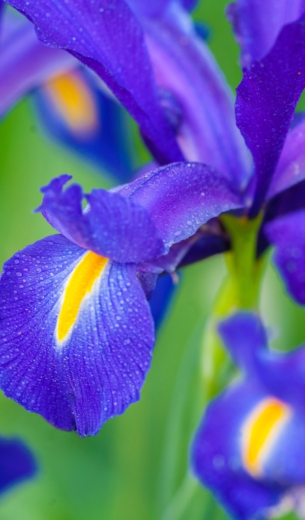 Синие цветы ириса крупным планом