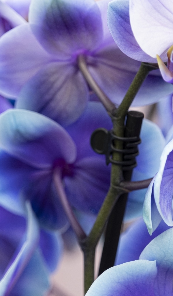 Голубые цветы орхидеи крупным планом