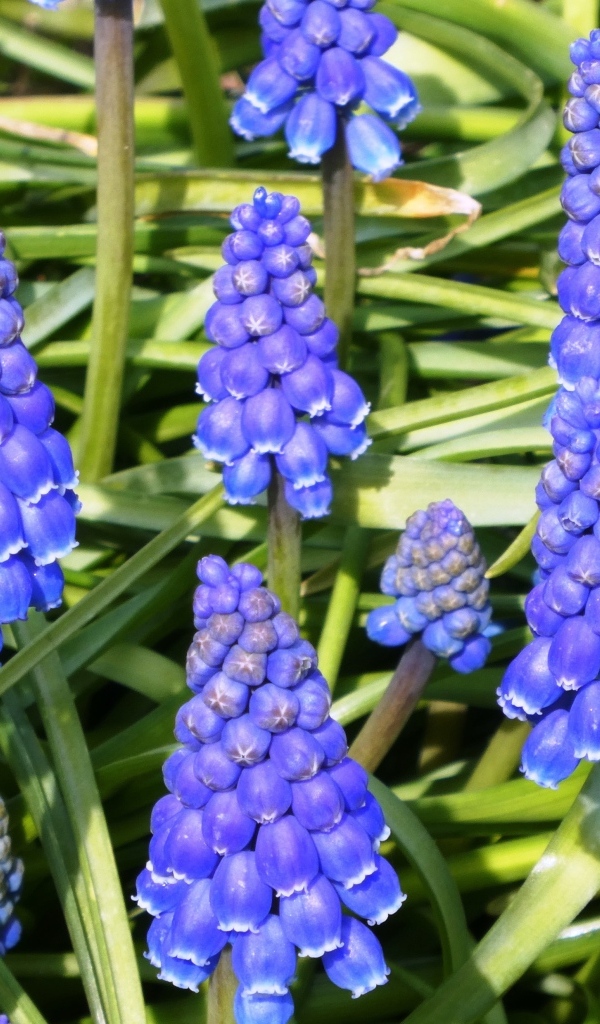 Синие маленькие садовые цветы мускари крупным планом