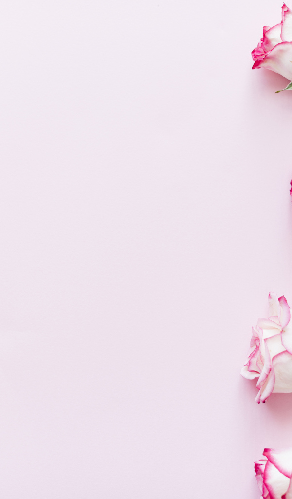 Букет нежных роз на розовом фоне, шаблон