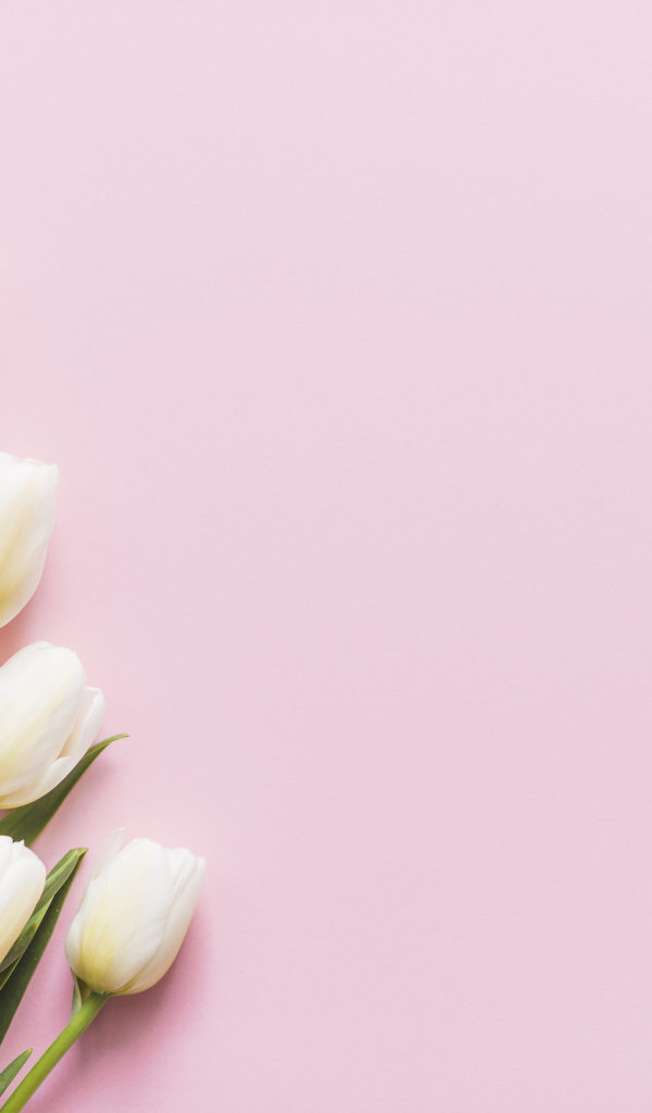 Букет нежных белых тюльпанов на розовом фоне, шаблон 