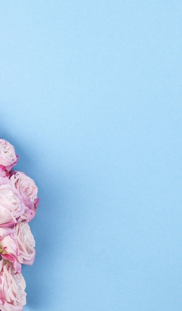 Букет розовых роз на голубом фоне, шаблон для открытки 