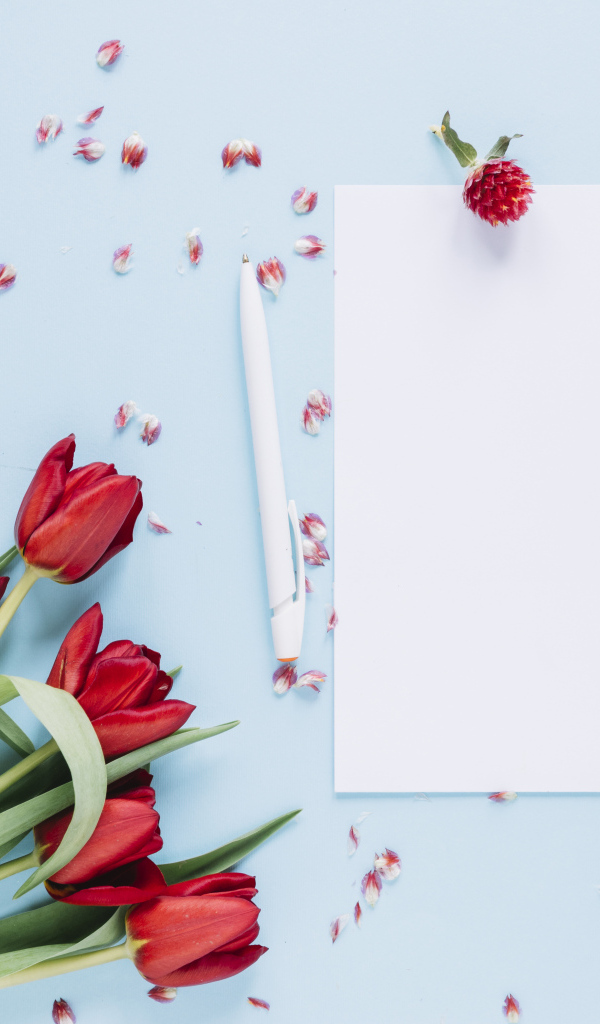 Букет красных тюльпанов с белыми листами на голубом фоне, шаблон 