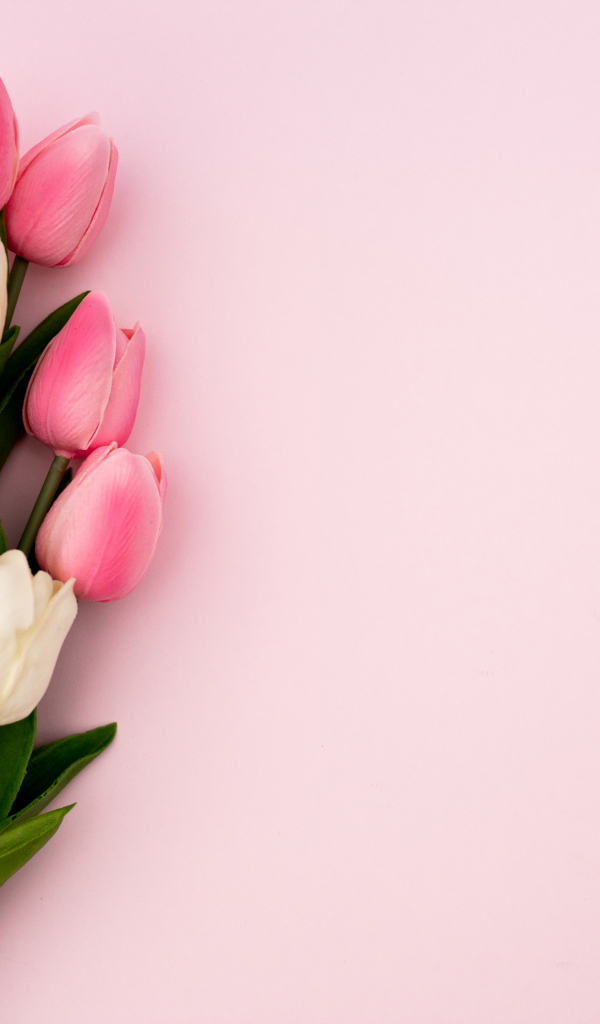 Букет белых и розовых тюльпанов на розовом фоне