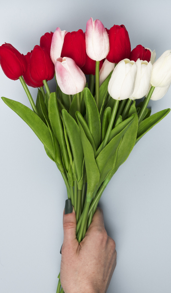 Букет белых и красных цветов тюльпана на сером фоне