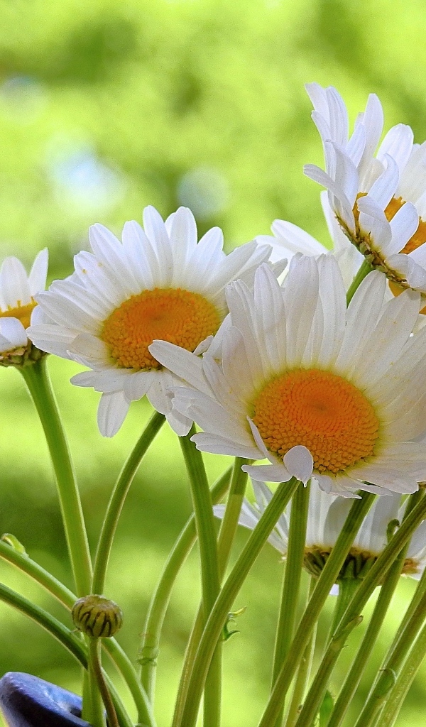 Букет белых ромашке с желтой серединкой