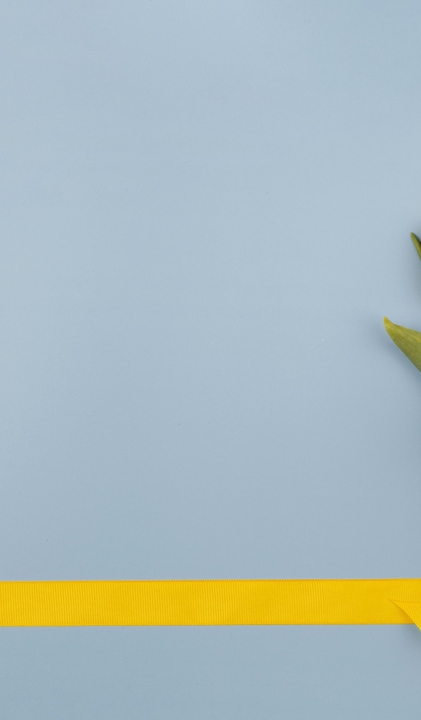 Букет желтых тюльпанов в желтой лентой на голубом фоне